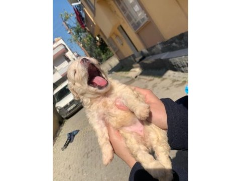 Terrier 45 günlük dişi