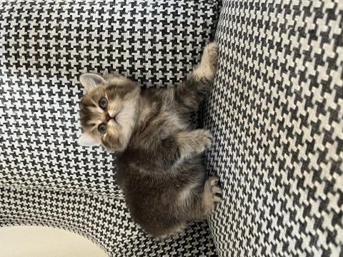 Özel renk british shorthair kediler dişi erkek mevcut