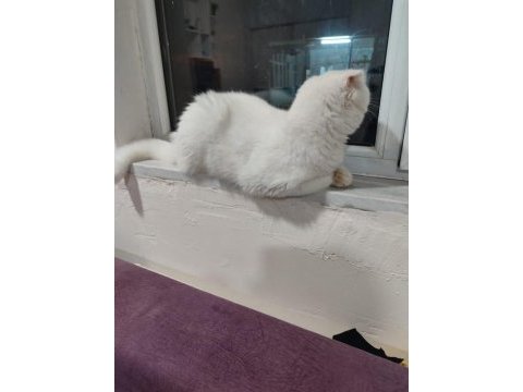 Scottish fold kedisi