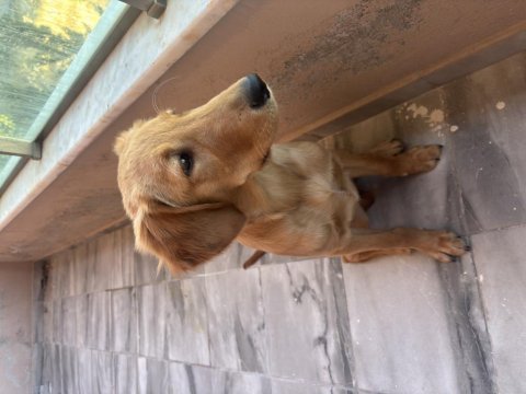 6 aylık golden retriever erkek
