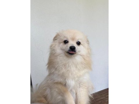 Spitz yavrum