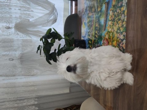 0 numara maltese terrier