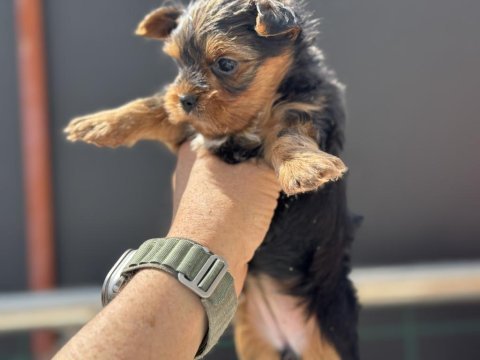 Petmode köpek çiftliğinden tea cup yorkshire