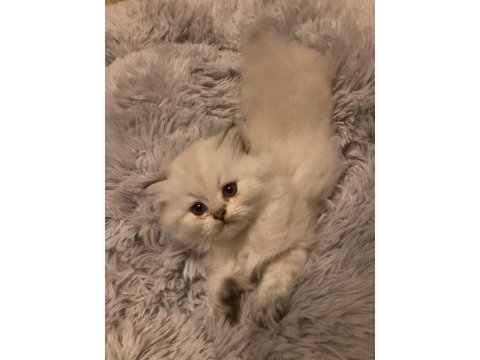 British longhair yavrular 50 günlük