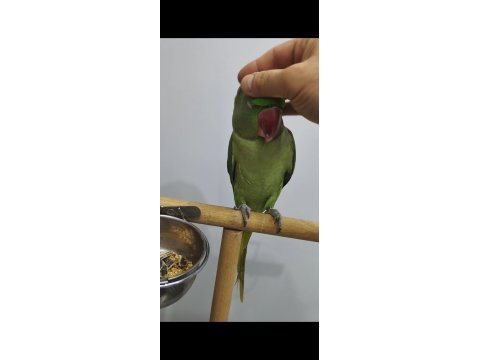 1.5 yaşında dişi jumbo boy full evcil alexander