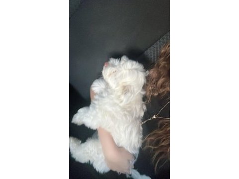 Yavru maltese terrier