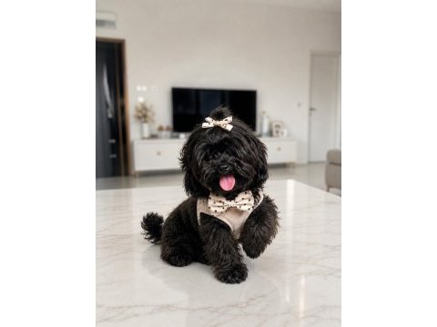 Uyguna verilecek kore maltipoo