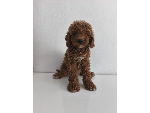 Toy poodle yavruları