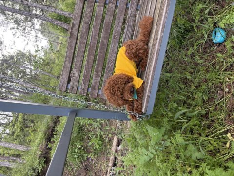 Toy poodle 11 aylık