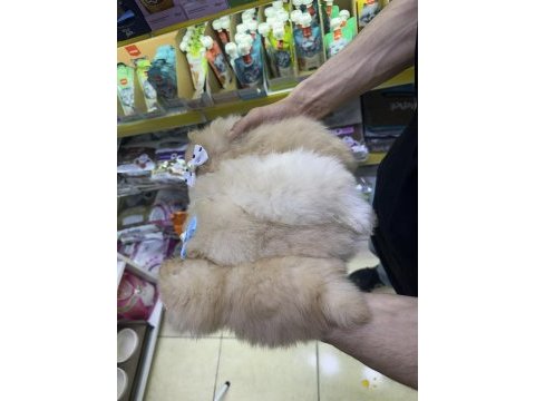 Dünyalar tatlısı japon pomeranian yavrularımız