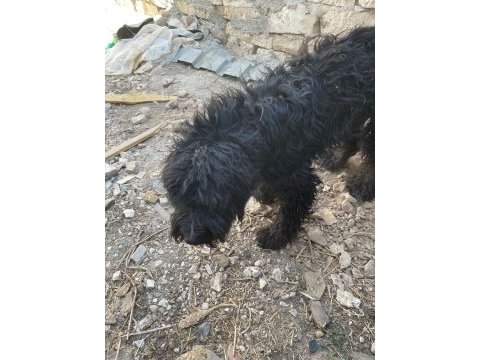 Siyah genç erkek köpeğimiz