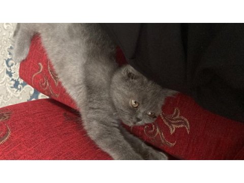 3 aylık yavru scottish fold bebiş