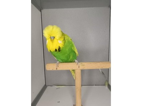 Show jumbo muhabbet kuşu