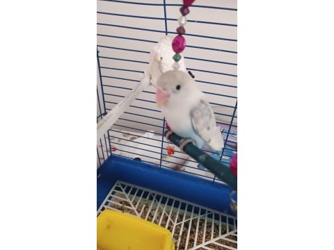 Mükemmel hareketli papağanımız