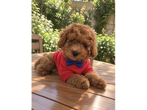 Ped eğitimli toy poodle yavrumuz