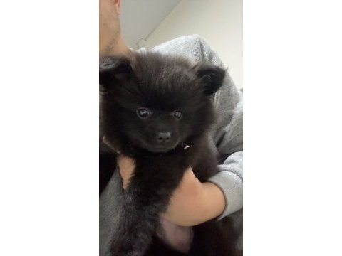 2-3 aylık pomeranian spitz