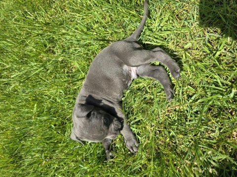 İstanbulda 45 günlük safkan blue cane corso