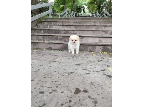Pomeranian boo