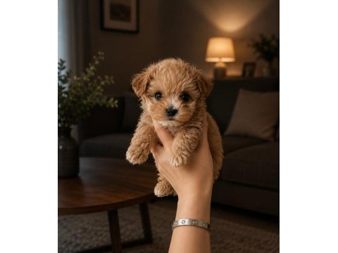 Garantili tertemiz gerçek teacup maltipoo
