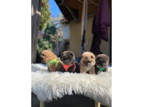 Son kalan chow chow yavrular