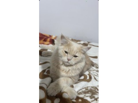 British longhair 9 aylık