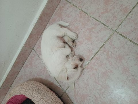 Jack russell anne malta terrier baba melez köpeğimiz