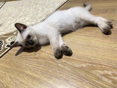 British shorthair yavrular