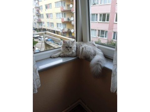 9 aylık oyuncu british longhair oğlumuz