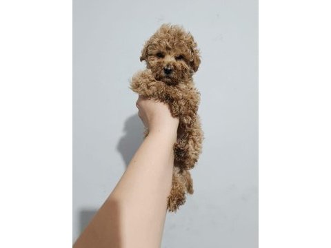 Toy poodle yavru köpekler
