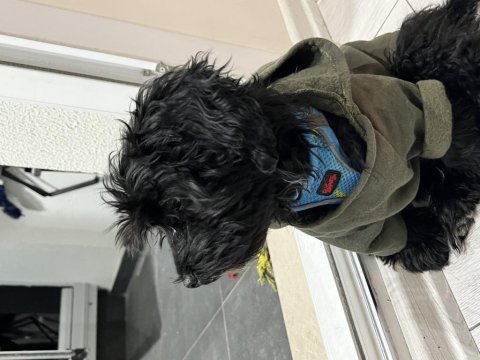 Bütün aşıları tam 4 aylık yavru maltipoo