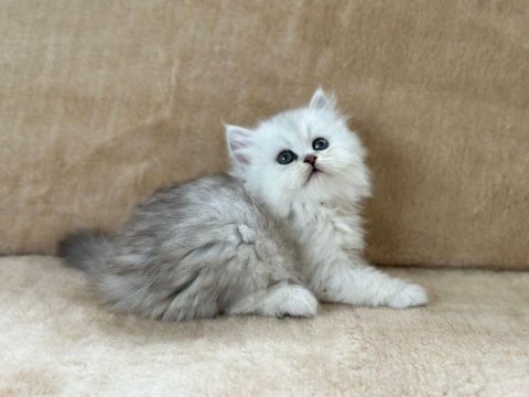 Chinchilla güzellikler podyumda