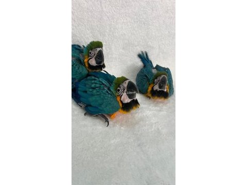Bebek macawlar