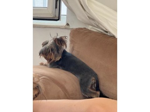 6 aylık erkek yorkshire terrier