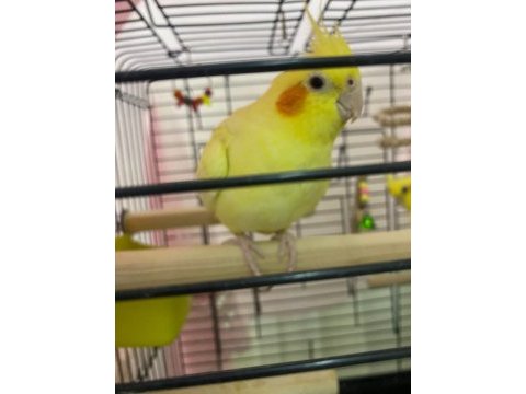 2 adet dişi (albino) sultan papağanı