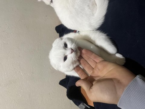British shorthair teslime hazır