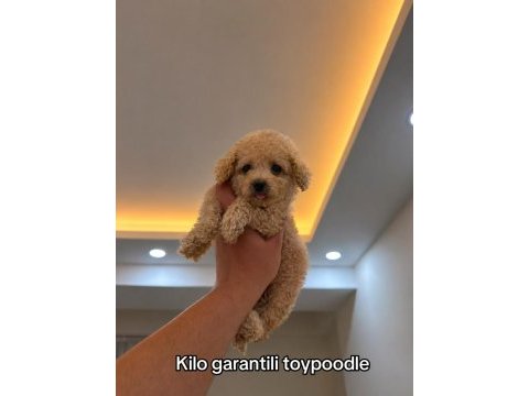 Toypoodle kilo garantili 