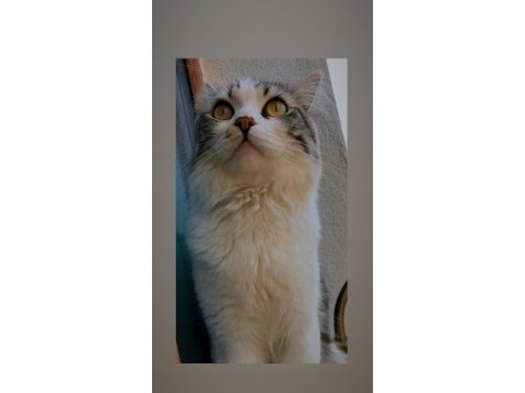 Kavuna kalıcı yuva acil chinchilla