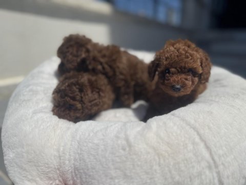 Petmode köpek çiftliğinde ziyarete açık toy poodle