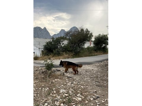 Safkan secereli alman kurdu sahiplendirme