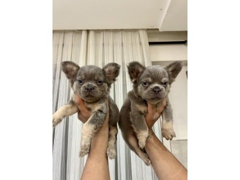 Egzotik french bulldog