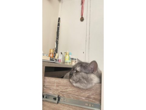 1 yaşında evcil aşıları tamam british shorthair