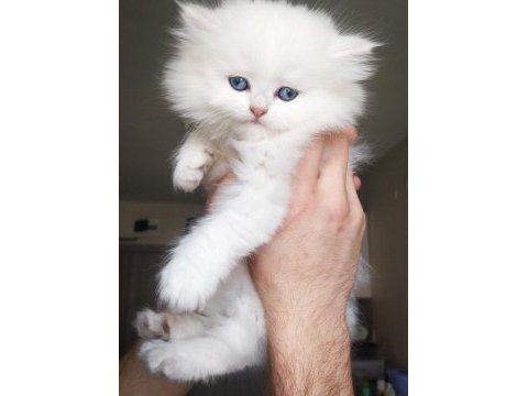 Full secereli british longhair as1133