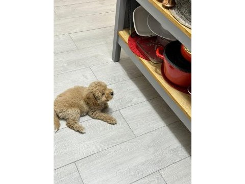 3 aylık yavru poodle