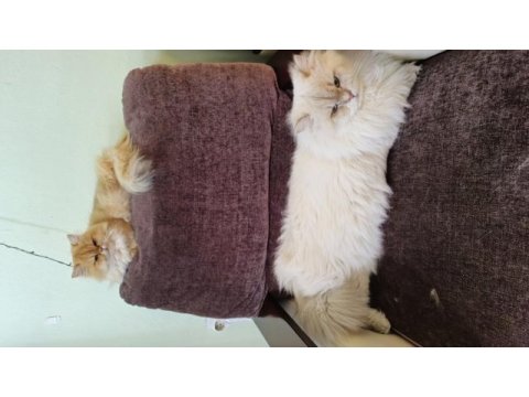 Üst sınıf british longhair yavrularımız