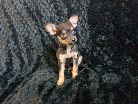 Minyatür pinscher