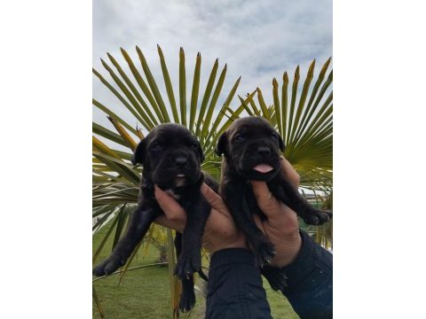 Cane corso yavru köpekler