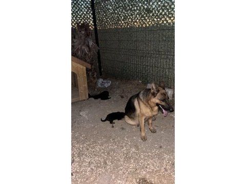 Safkan alman kurdu yavrularım