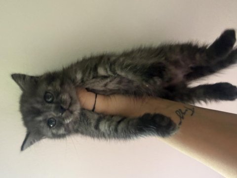 British shorthair 60 günlük kedimiz