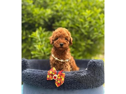 Safkan toy poodle bebekler