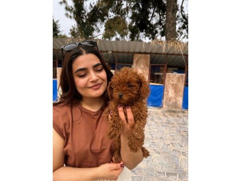 Kıvır kıvır kore poodle bebekler